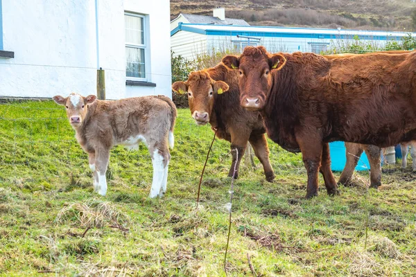 Familia de vacas en un campo verde en el Condado de Donegal - Irlanda — Foto de Stock