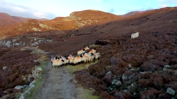 Donegal, İrlanda 'nın güzel sahil manzarası. — Stok video