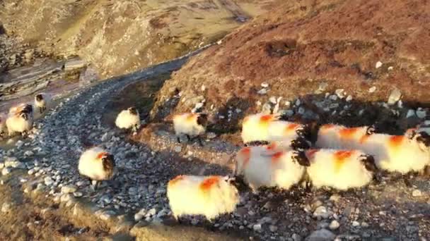 Vue aérienne de la belle côte par le port dans le comté de Donegal - Irlande 