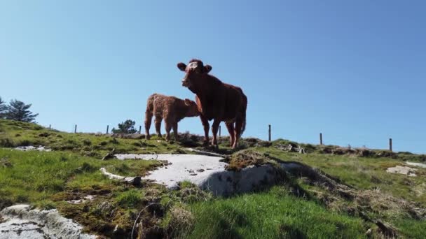 Nieuwsgierige koe en kalf kijken naar beneden in de camera tijdens de Covid-19 pandemie — Stockvideo