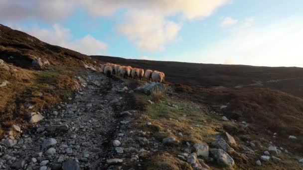 Aerial view of the beautiful coast by Port in County Donegal - Ireland — Stock Video