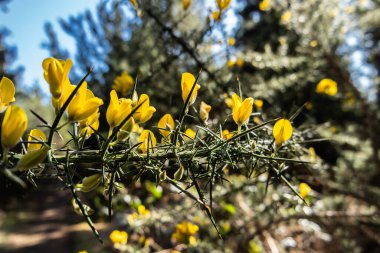 Gorse, Bonny Glen, Donegal - İrlanda