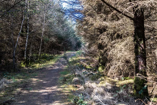 Suchy las w Bonny Glen w hrabstwie Donegal - Irlandia — Zdjęcie stockowe