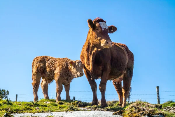 Curiosa vaca y ternera mirando a la cámara durante la pandemia de Covid-19 — Foto de Stock