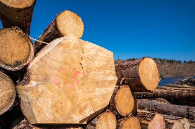 Donegal, İrlanda 'daki Bonny Glen' de kereste yığınları.
