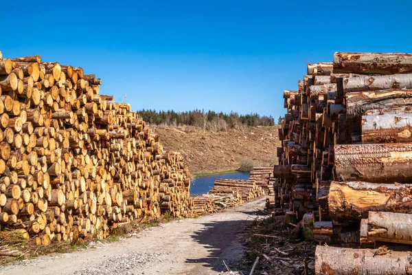 Timber stacks at Bonny Glen in County Donegal - Ireland — Stock Photo, Image