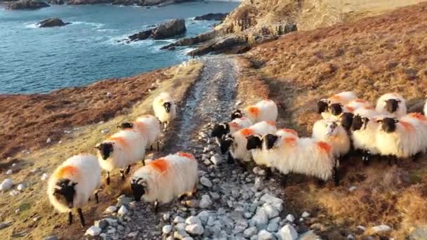 Flygfoto över den vackra kusten vid Port i grevskapet Donegal - Irland — Stockvideo