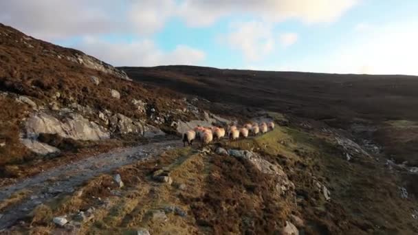 Légi kilátás a gyönyörű tengerparton kikötő megyei Donegal - Írország — Stock videók