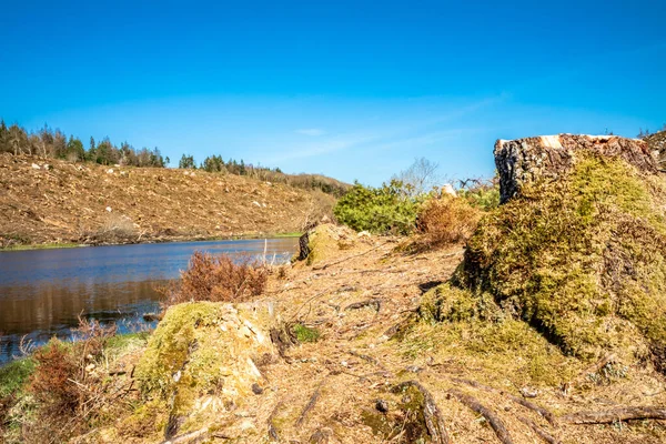 Zona despădurită de la Bonny Glen în județul Donegal - Irlanda — Fotografie, imagine de stoc