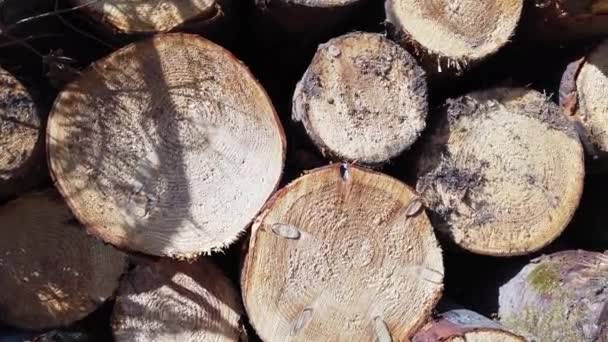 Pilhas de madeira em Bonny Glen no Condado de Donegal - Irlanda — Vídeo de Stock