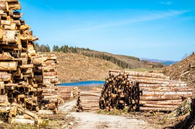 Donegal, İrlanda 'daki Bonny Glen' de kereste yığınları.