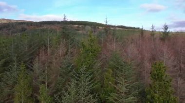 County Donegal, İrlanda 'daki Glenties kasabasının yakınındaki ormanın yanında uçuyor.