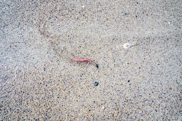 Clam worm Nereis sp. moving on beach in County Donegal - Irfeland — Stock Photo, Image