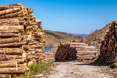 Donegal, İrlanda 'daki Bonny Glen' de kereste yığınları.