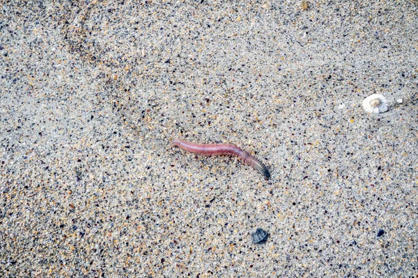 Clam worm Nereis sp. moving on beach in County Donegal - Irfeland — Stock Photo, Image