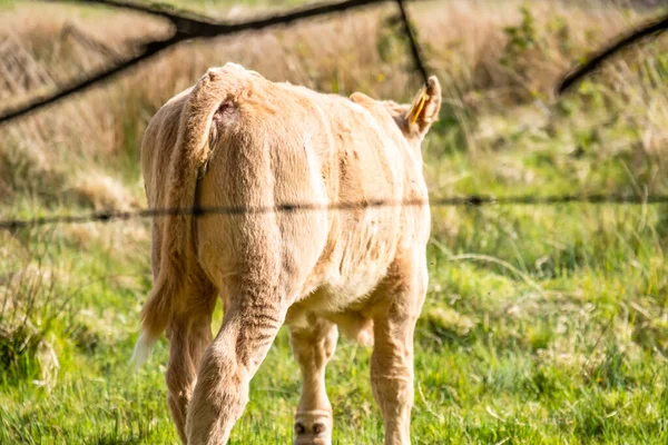 Vaca bebé blanca detrás de la valla en Irlanda — Foto de Stock