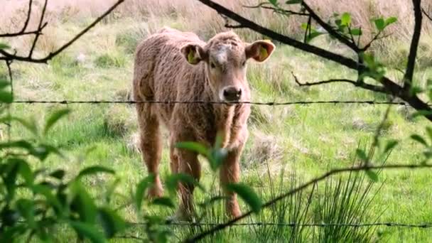 Vaca bebé marrón detrás de la valla en Irlanda — Vídeo de stock