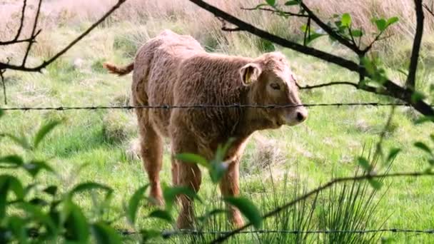 Καφέ αγελάδα μωρό πίσω από το φράχτη στην Ιρλανδία — Αρχείο Βίντεο