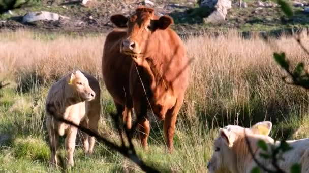 Braune Kuh und Babykuh hinter dem Zaun in Irland — Stockvideo