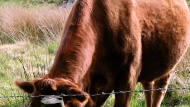 Braune Kuh hinter dem Zaun in Irland — Stockvideo