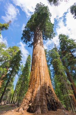 Giant Sequoia trees clipart