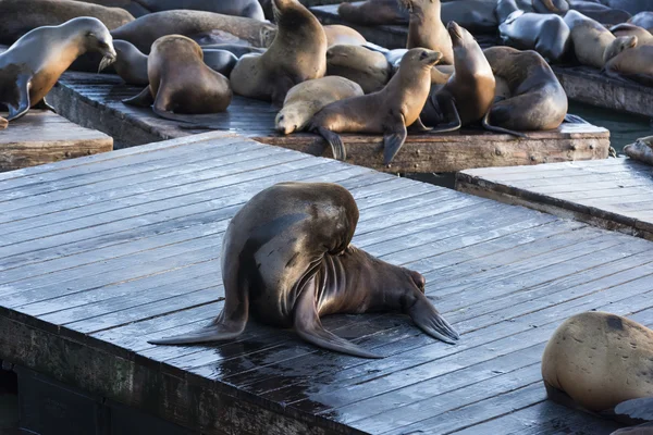 California sea lions — Stock Photo, Image