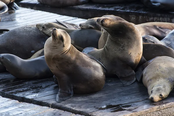 California Sea Lions — Stock fotografie