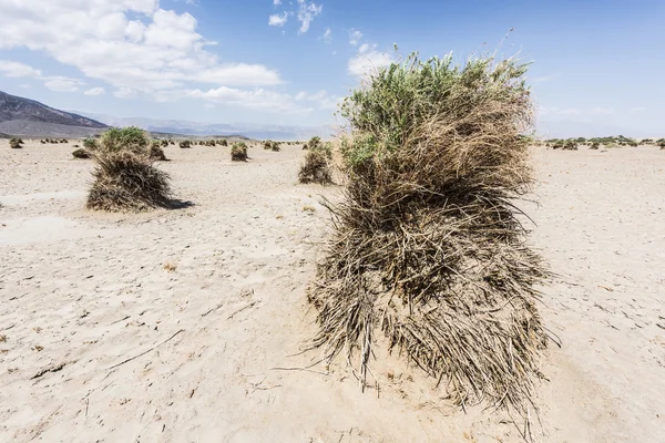 Devil's Garden — Stock Photo, Image