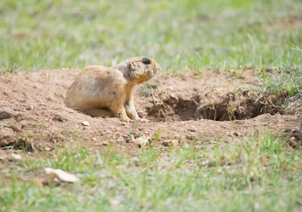 Chien de prairie de l'Utah — Photo