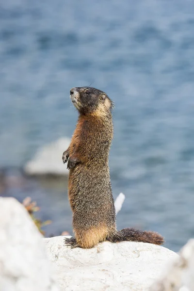 Marmota de barriga amarela — Fotografia de Stock