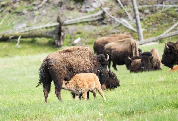 Madre búfalo (bisonte) está amamantando a su bebé — Foto de Stock