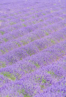 Provence - Valensole lavanta alanları