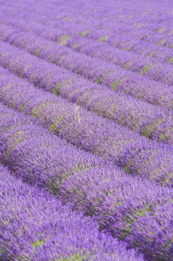 Provence - Valensole lavanta alanları