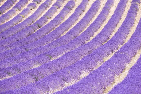 Lavendel velden in de Provence - Valensole — Stockfoto