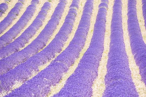 Levandulová pole v Provence - Valensole — Stock fotografie