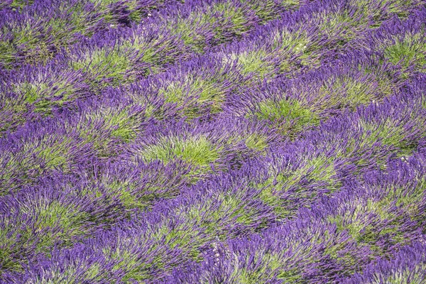 Levandulová pole v Provence - Valensole — Stock fotografie