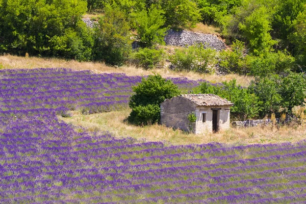 Лавандовые поля в Провансе - Valensole — стоковое фото