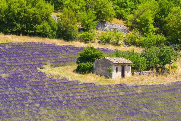 Лавандовые поля в Провансе - Valensole — стоковое фото