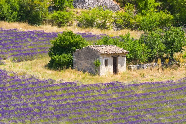 Levandulová pole v Provence - Valensole — Stock fotografie