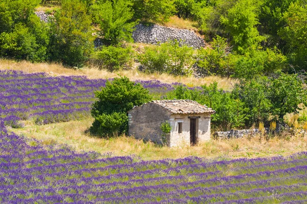 Лавандовые поля в Провансе - Valensole — стоковое фото