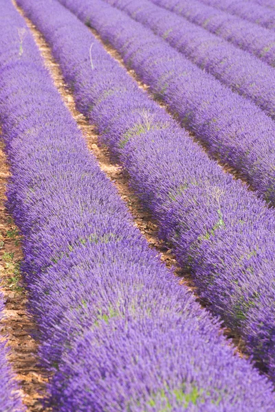 Levandulová pole v Provence - Valensole — Stock fotografie