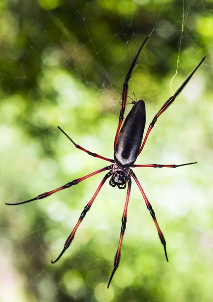 Grande aranha orbe dourado de pernas vermelhas — Fotografia de Stock