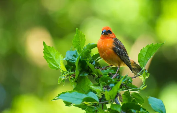 Madagascar Fody bird — Stock Photo, Image