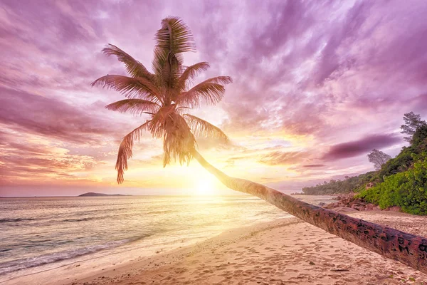 Hermosa puesta de sol sobre el mar con una vista en una sola palma — Foto de Stock