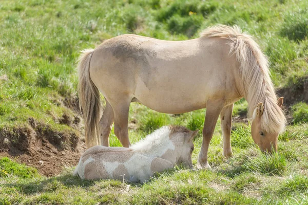 2 İzlandalı atlar — Stok fotoğraf