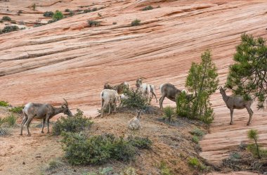 Bighorn koyun sürüsü