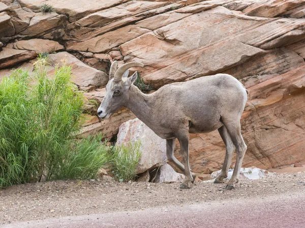 Bighorn Sheep in the US — Stock Photo, Image