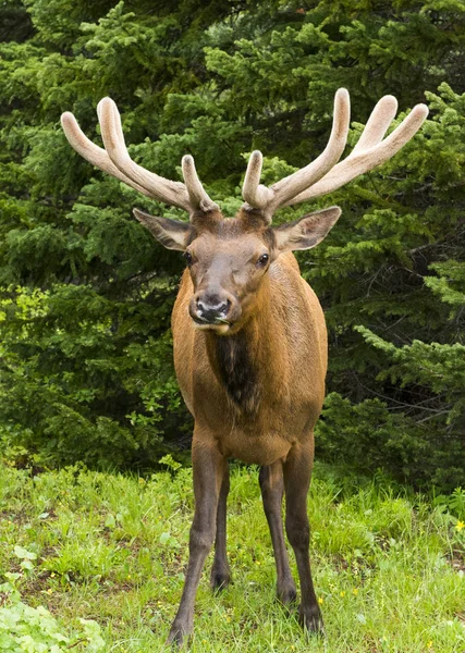 Young elk in the US — Stock Photo, Image