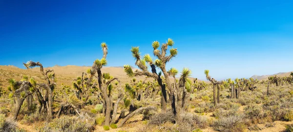 Josué árvore no deserto — Fotografia de Stock