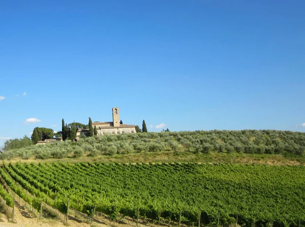 Виноградники в Італії — стокове фото